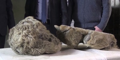 Russian Hunters Discover 10000-year-old Frozen Woolly Rhino in River Russian Hunters Discover 10000-year-old Frozen Woolly Rhino in River