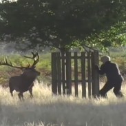 deerattack