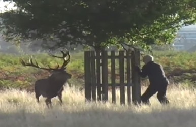 deerattack