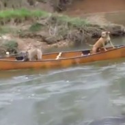 dogcanoe