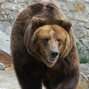 A court ordered the confiscation of two adult male bears in Russia after it came to light that they were addicted to alcohol.