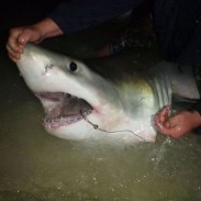 Great White