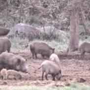 A new bill seeks to lift hog hunting restrictions in Georgia.