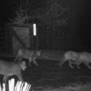Bob and Tami Sutton captured this photo of a cougar family sauntering through their property.