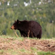 Bear hunting regulations in new york