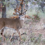 Deer shooting season dates