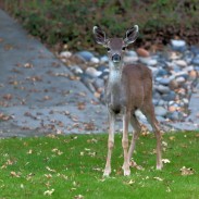 Deer hunting laws michigan