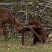 Moose hunting laws maine