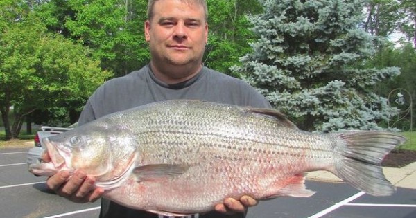 Striped bass record new york accept. opinion Striped bass record new york