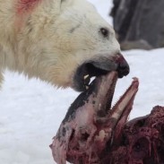 Polar bear hunting with bow