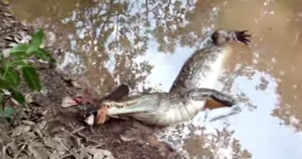 Video: Electric Eel Shocks Alligator to Death - OutdoorHub