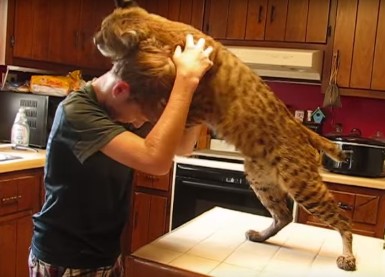 Huge Cat Scratching Post Huge Cat Scratching Post