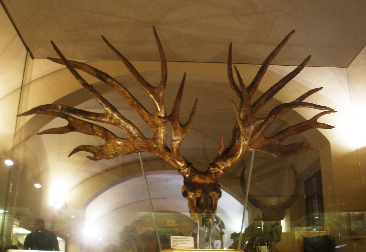 largest-deer-species-ever