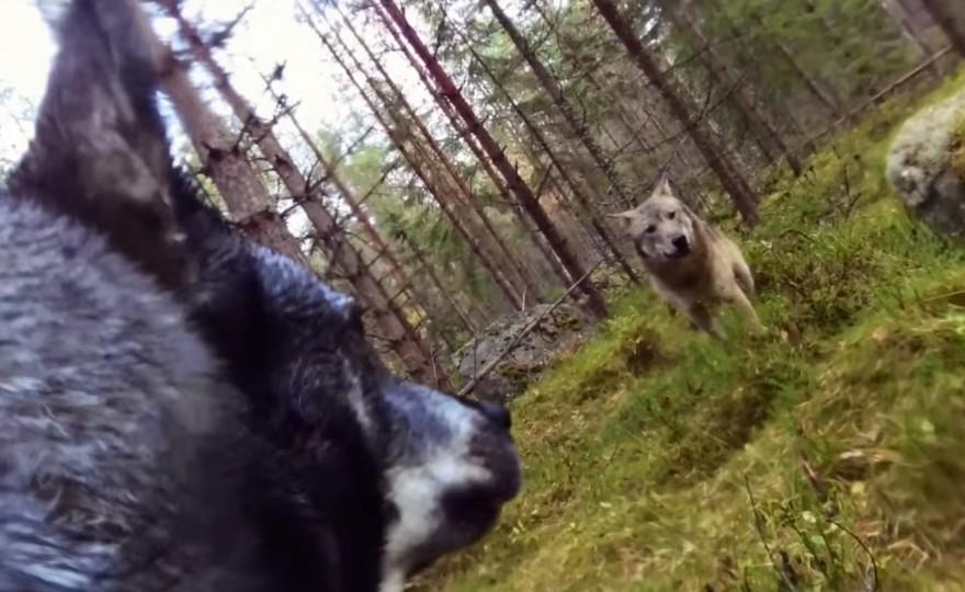 Wolf Attack On Swedish Hunting Dog Caught On GoPro | OutdoorHub