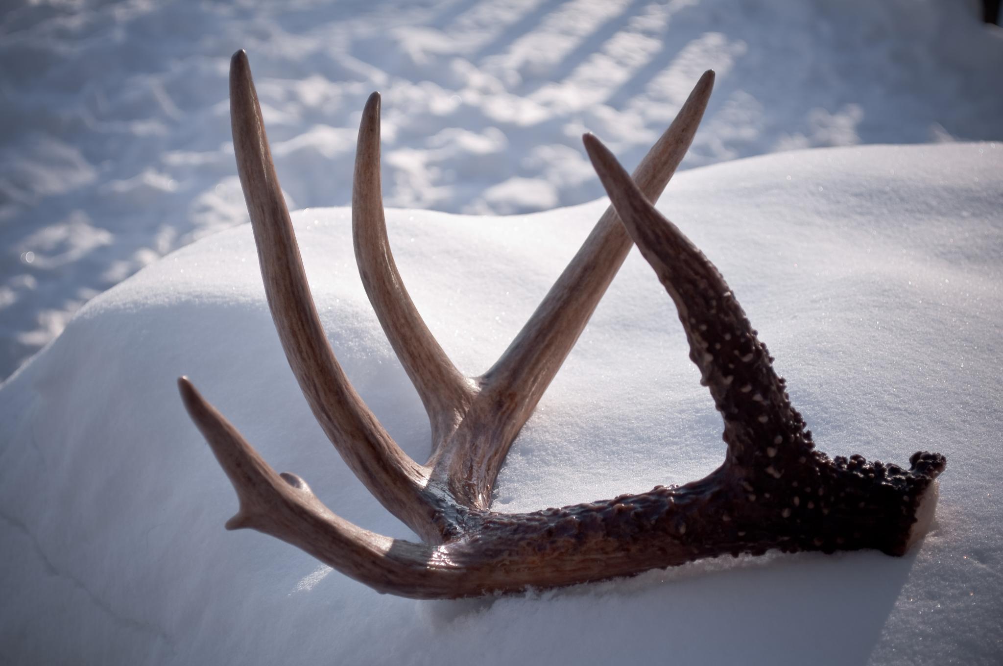 How Much Are Deer Antlers Worth