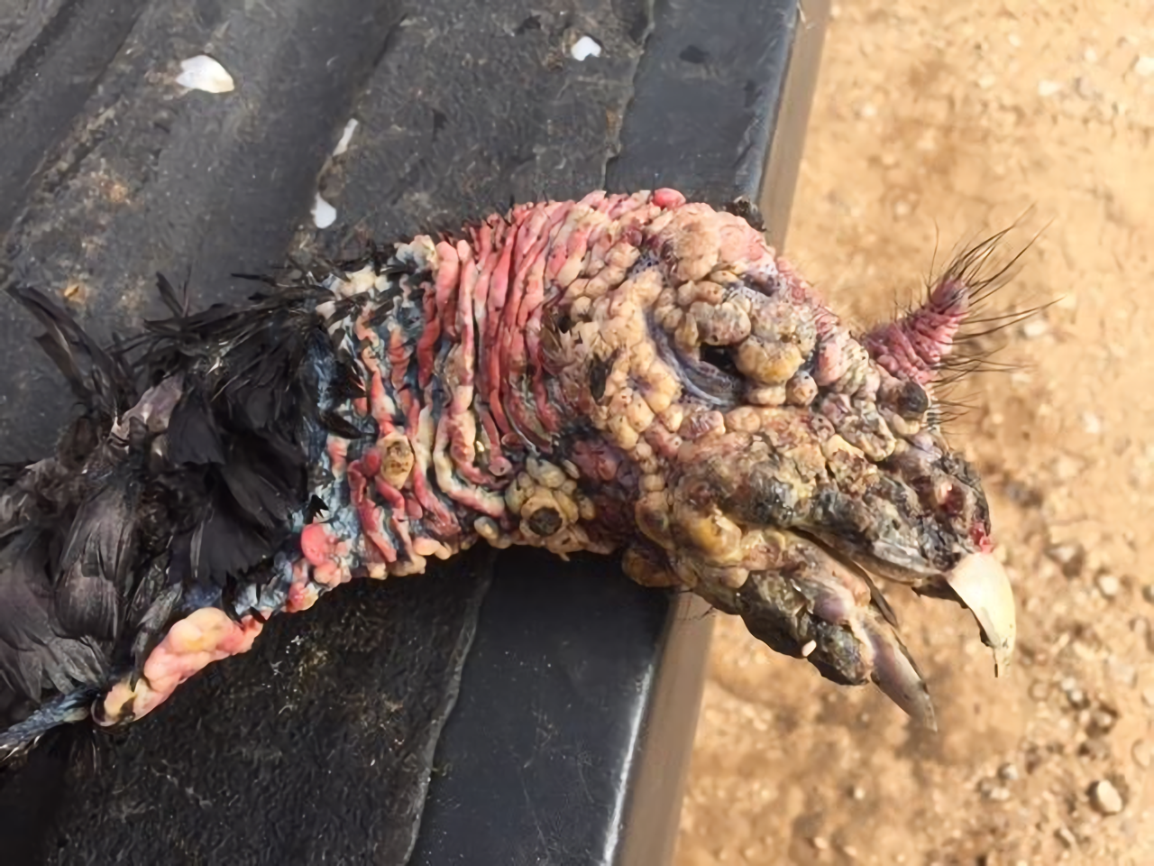 possible sighting of avian pox in oklahoma wild turkey possible sighting of avian pox in oklahoma wild turkey