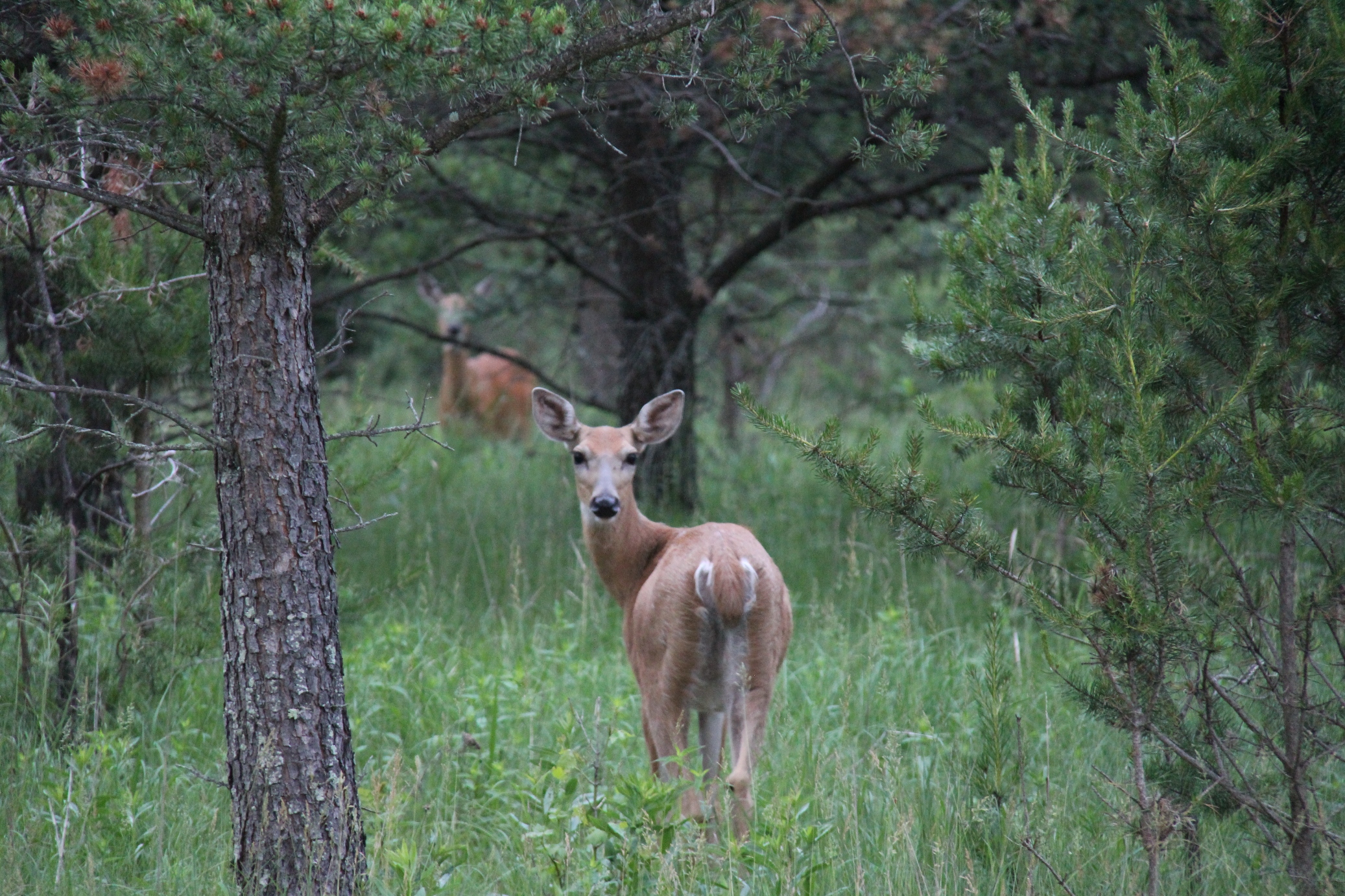 The Science of Scents How Well Can Deer Smell? OutdoorHub