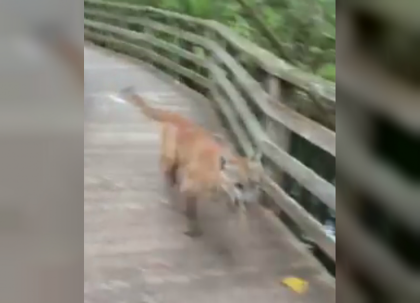 Florida panther surprises woman in Corkscrew Swamp Sanctuary