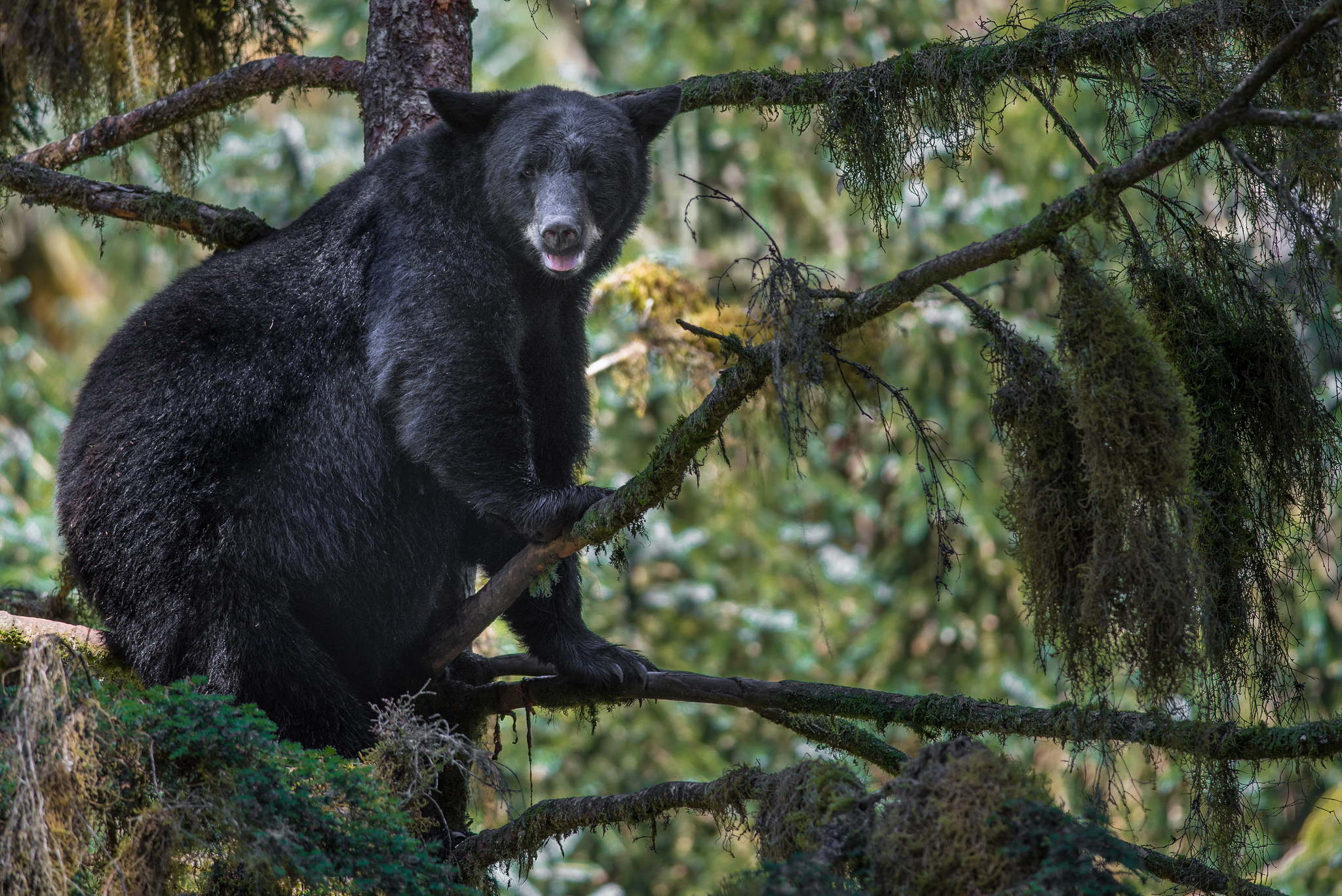 Indiana's First Black Bear in 140 Years Captured, Euthanized OutdoorHub