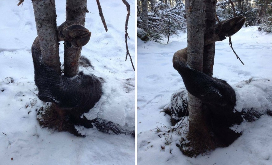 Photos Jim Shockey Finds Moose Wrapped around Tree OutdoorHub