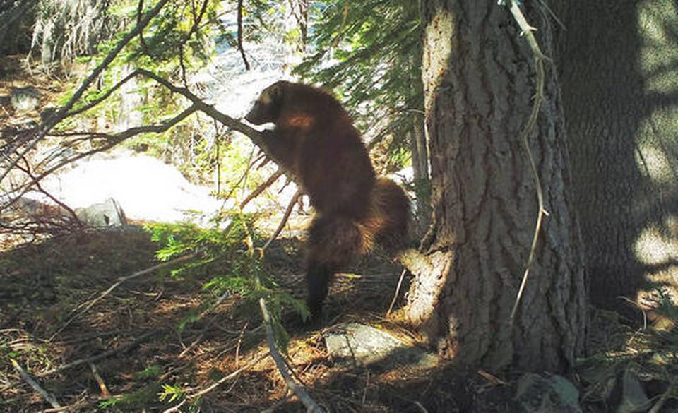 the-rarest-animal-in-california-was-just-spotted-on-a-trail-camera