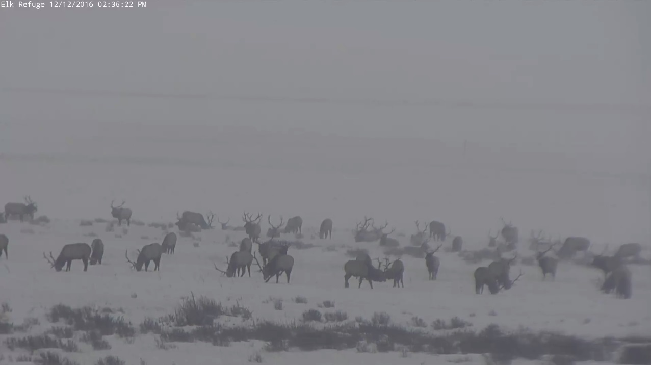 Wyoming elk refuge webcam