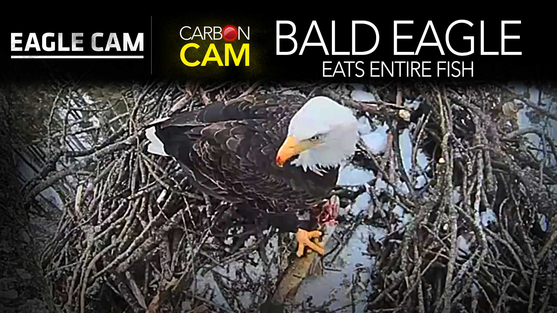 Both Platte River Eagle Cam Eaglets Hatched Northern Michigan 39 S