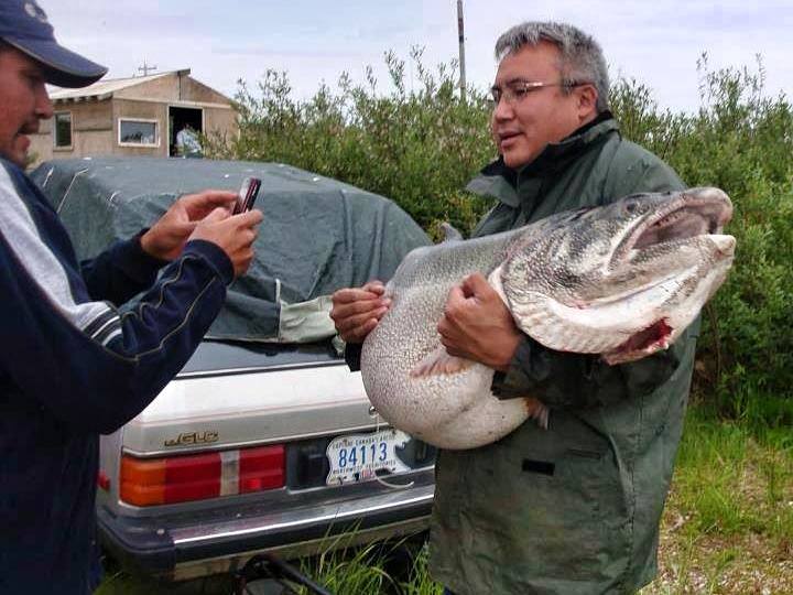 83-Pound Lake Trout that Would've Smashed the World Record - OutdoorHub