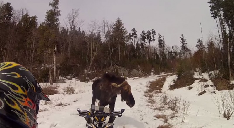 A snowmobiling couple had a tense confrontation with a moose while riding in Maine, and the footage from the encounter is going viral.