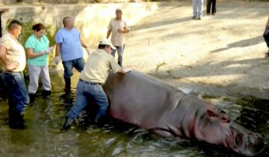 'Revulsion' as hippo dies after El Salvador zoo attack