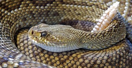 Can You Eat a Snake as Survival Food? Yes, and Here’s How | ActionHub